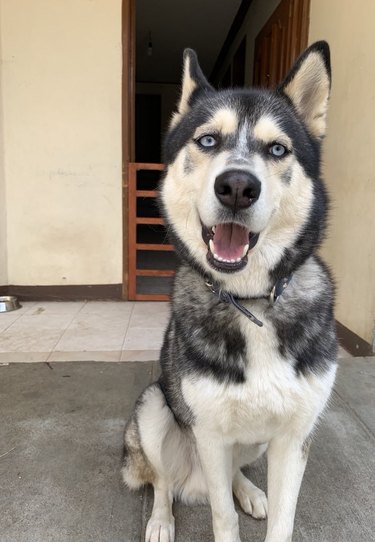 before and after pics show grumpy husky all grown up