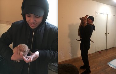 before and after pics show cuddly pitbull all grown up