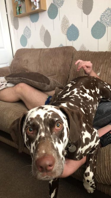 spotted dog sits on their person
