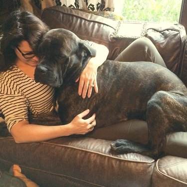 giant dog cuddles with woman