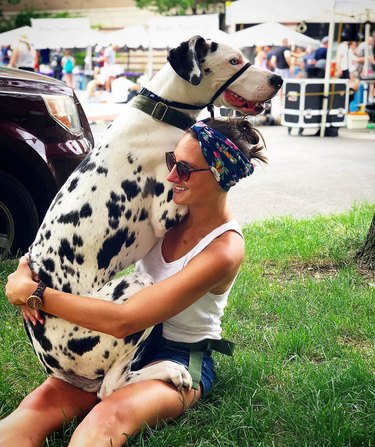 big dalmatian sits on woman's lap