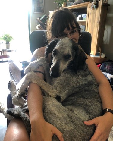 big dog sits on woman's lap