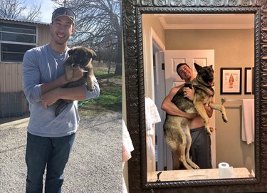 before and after pics show German shepherd puppy all grown up