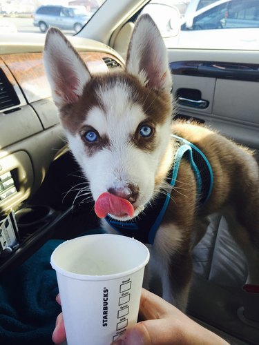 Puppy licking their mouth from a puppucino.