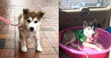 before and after pics show husky-ish puppy all grown up