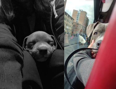 before and after pics show cute puppy all grown up and on a bus