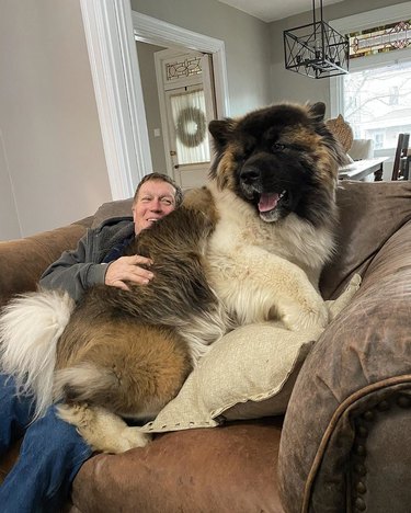 giant dog sits on man