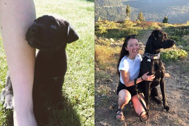 before and after pics show black lab puppy all grown up