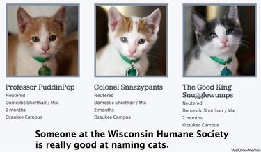 shelter has funny names for adoptable cats