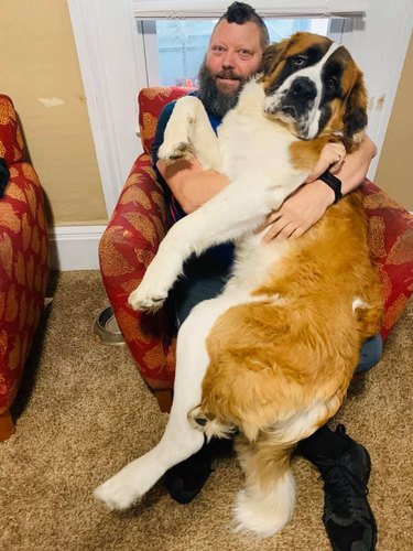 giant dog thinks its a lap dog