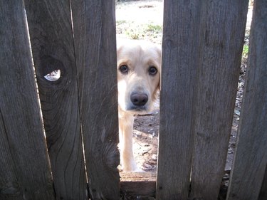 Dog looking through broken wooden fence.