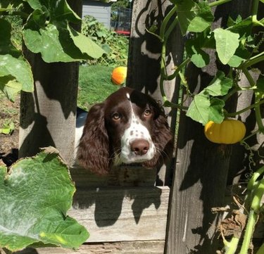 Dog looking through hole in wooden fence