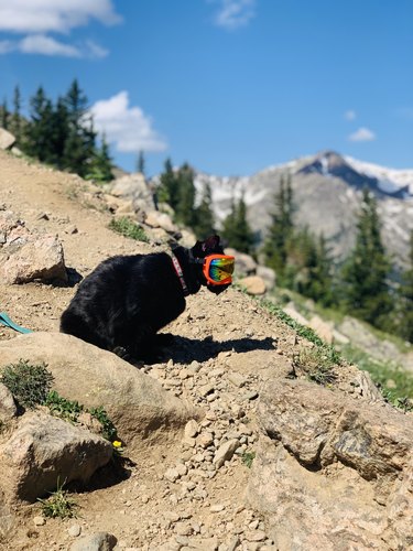 Cat on a mountain wearing goggles