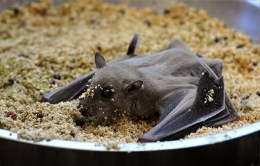 Baby bats are really, really, ridiculously cute looking