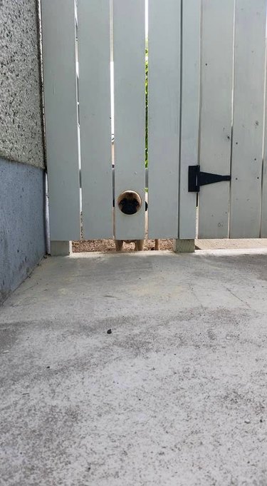 hole in fence for pug to look out