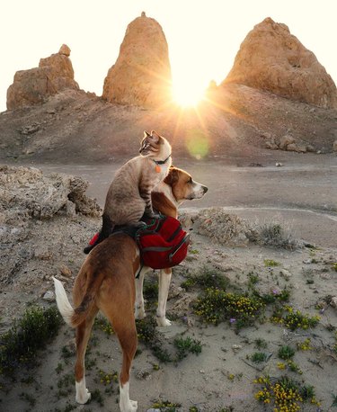 Cat sitting on top of a dog in the desert at sunset