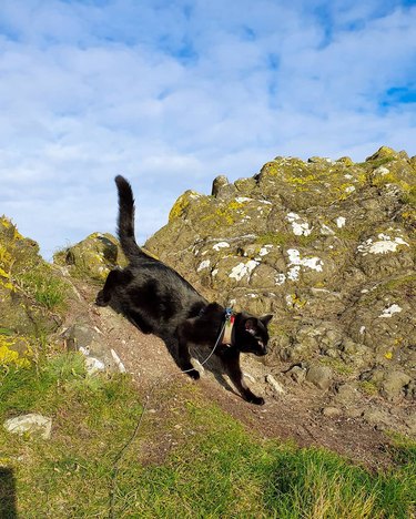 Cat prowling on a mountain