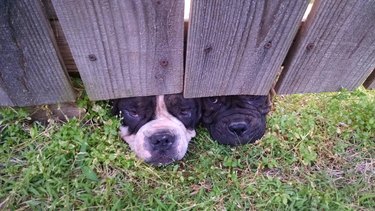 Dogs looking under wooden fence.