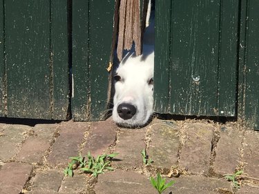 Dog looking through broken wooden fence.