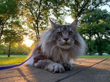 Fluffy cat on a leash