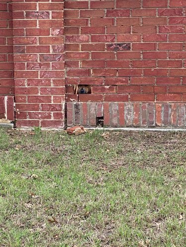 Dog looking through hole in brick wall