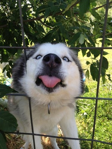 A husky sticking their head through a fence with their tongue out.