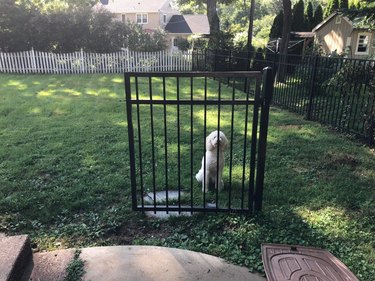 Dog standing behind unconnected metal gate.