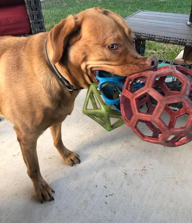 Dog carries lots of toys.