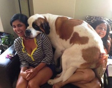 big dog sits on small woman
