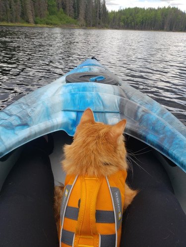 Cat sitting in a kayak