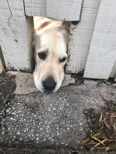 Dog looking through hole in broken wooden fence.