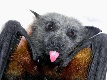 Baby bats are really, really, ridiculously cute looking