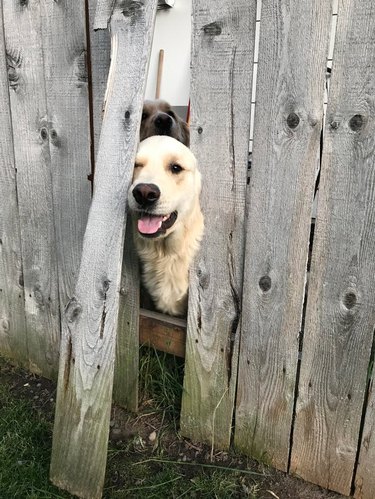 Dogs looking through broken wooden fence.