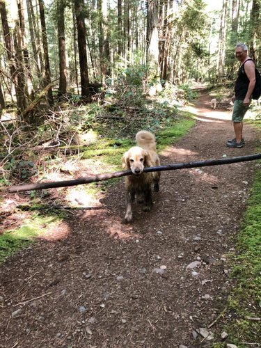 Golden retriever carries big stick.