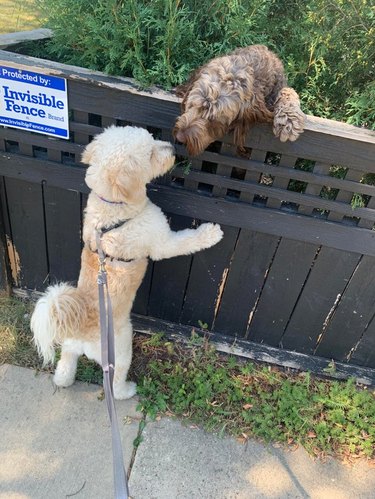 Two dogs sniffing over the top of a fence labeled "Invisible Fence"