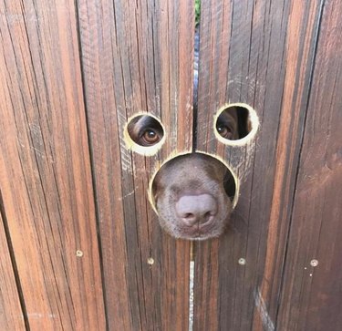Dog looking through holes in wooden fence.