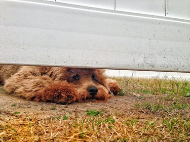 Dog looking under fence.