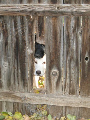 Dog looking through hole in wooden fence.