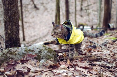 Cat in a forest with one paw outstretched