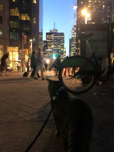 Cat on a leash in a city at night