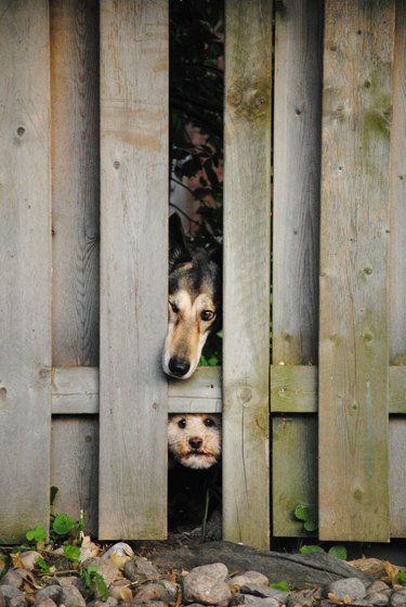 Two dogs looking through broken wooden fence.