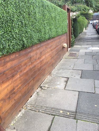 Dog sticking head through hole in wooden fence.