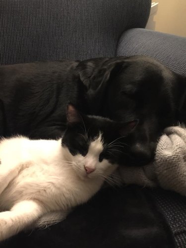 Pet owners are sharing portraits of their cat & dog "fur siblings" and it is too pure