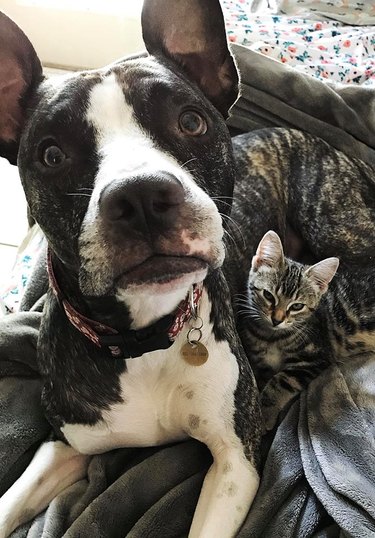 Pet owners are sharing portraits of their cat & dog "fur siblings" and it is too pure