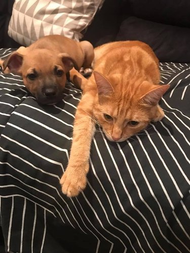 Pet owners are sharing portraits of their cat & dog "fur siblings" and it is too pure