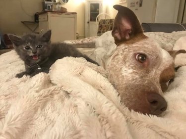 Pet owners are sharing portraits of their cat & dog "fur siblings" and it is too pure