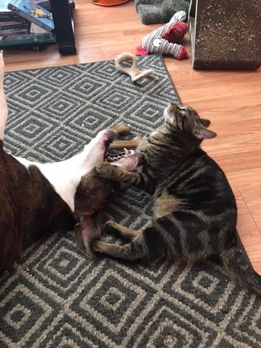 Pet owners are sharing portraits of their cat & dog "fur siblings" and it is too pure