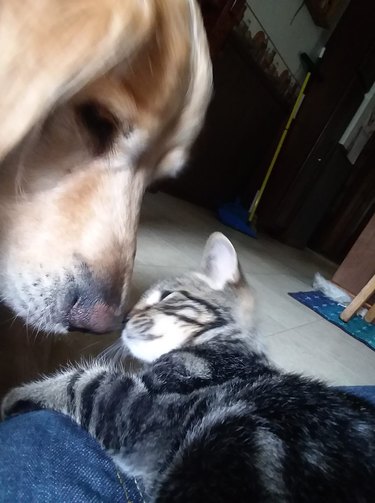 Pet owners are sharing portraits of their cat & dog "fur siblings" and it is too pure