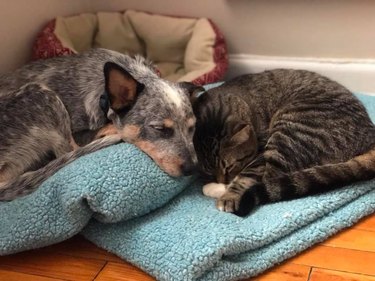 Pet owners are sharing portraits of their cat & dog "fur siblings" and it is too pure