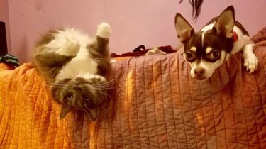 Pet owners are sharing portraits of their cat & dog "fur siblings" and it is too pure